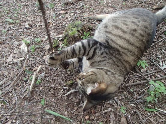 キャットラン_f0064906_16171772.jpg