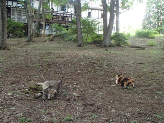 キャットラン_f0064906_16172387.jpg