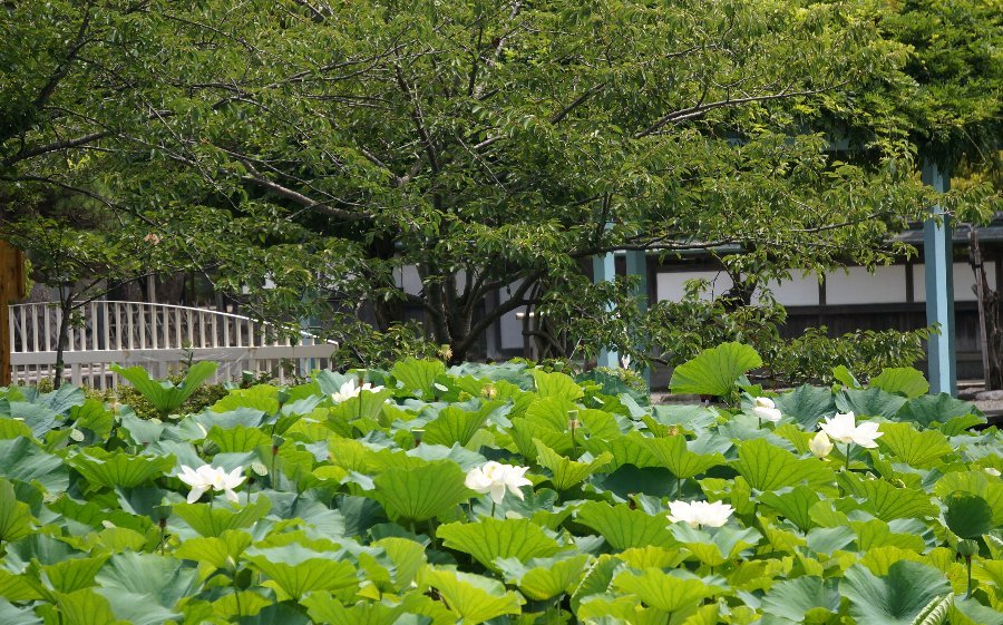 鶴岡八幡宮の蓮　2021_e0021129_23075808.jpg