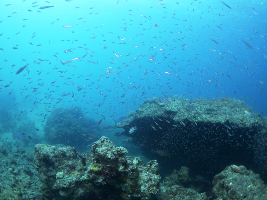 夏の海は魚が多くて楽しいぞ～♪_a0189838_11590077.jpg