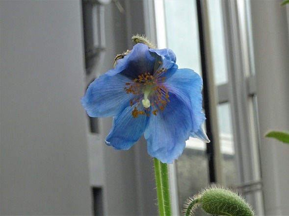 京都府立植物園の花 彩の気まぐれ写真
