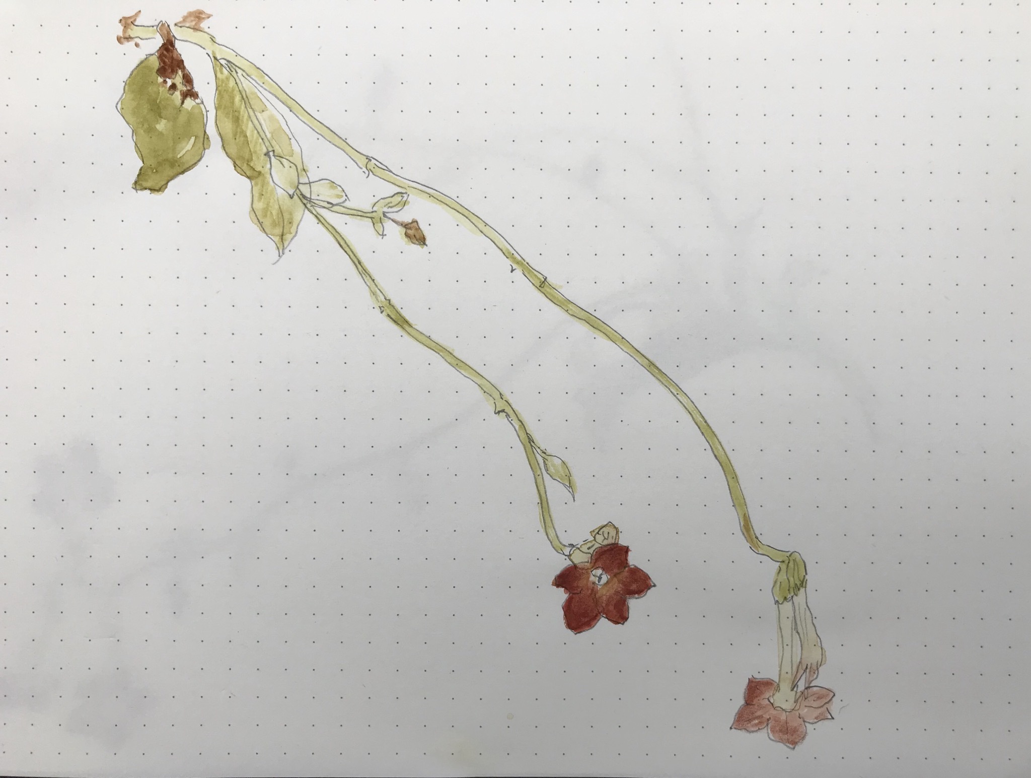 草スケッチ_d0101846_05424853.jpeg