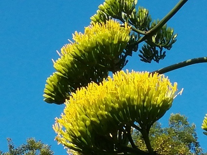 竜の花…_b0368362_14113652.jpg