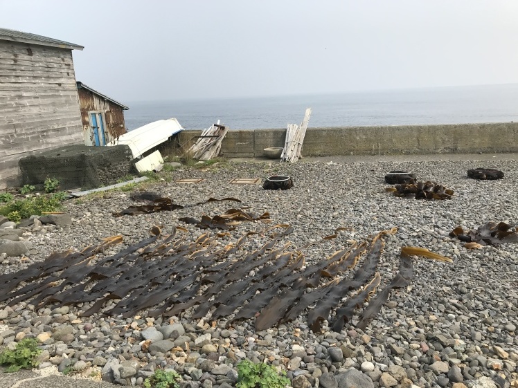 礼文島 2_b0034072_16491551.jpg