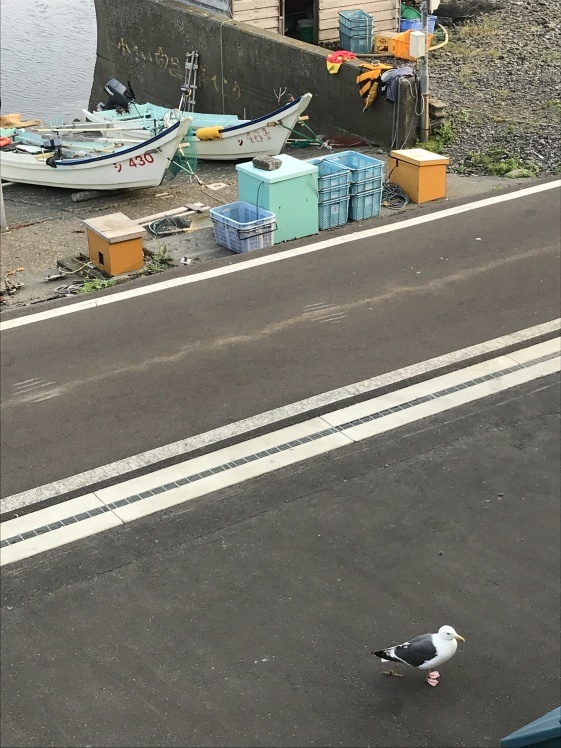 礼文島 2_b0034072_17154699.jpg