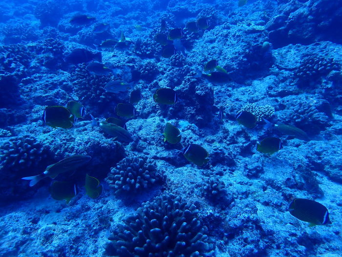 210721 密すぎる魚達_a0335173_17430407.jpg