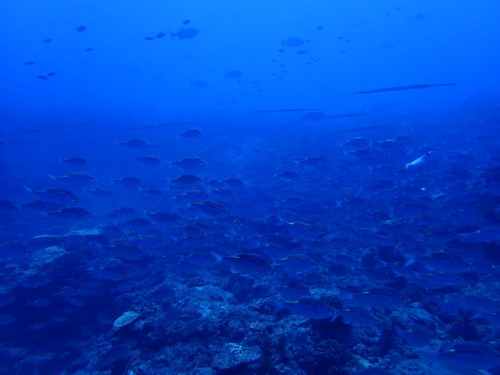 210721 密すぎる魚達_a0335173_17430588.jpg