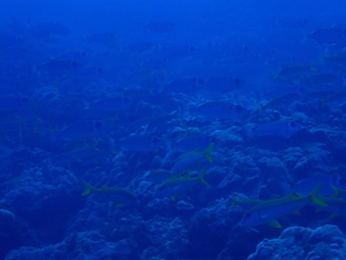 210721 密すぎる魚達_a0335173_17430641.jpg