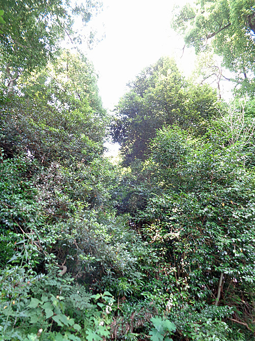 木熊野神社_e0066586_07375577.jpg