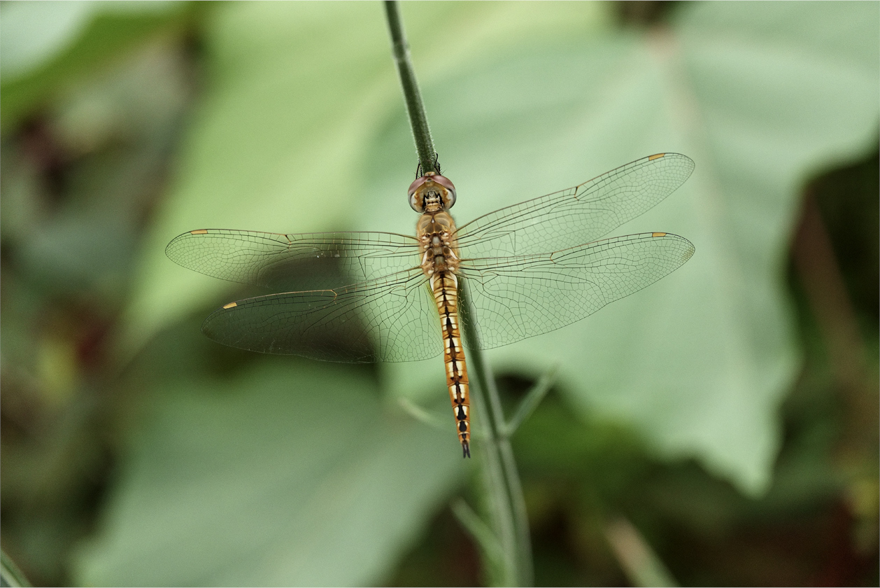 ウスバキトンボの若オス Kameのフォトブック2