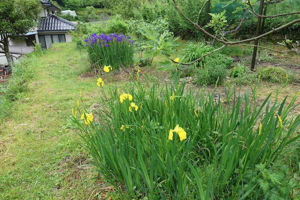 この花 なんの花 不思議な花 しん ナツメ林住期