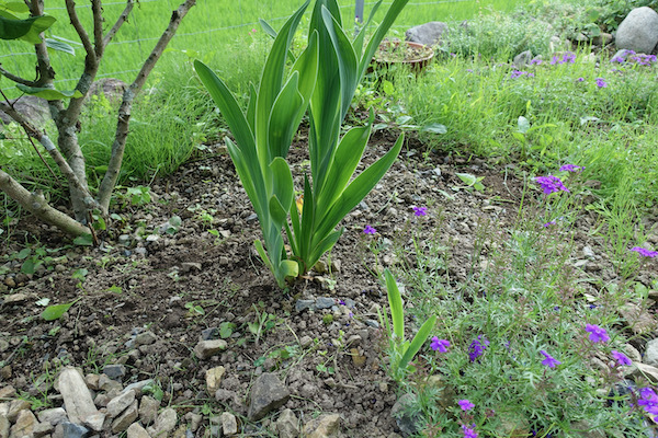 この花 なんの花 不思議な花 しん ナツメ林住期