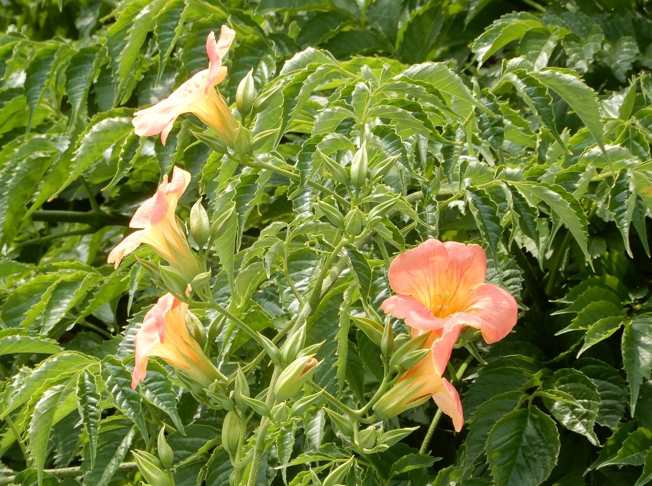 最高気温が30.6℃くらいじゃそんなに暑くない(笑)_c0025115_21231899.jpg