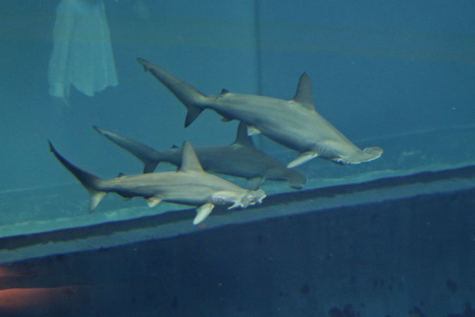 圧巻!アカシュモクザメの群れ!!(葛西臨海水族園)_b0355317_13391825.jpg