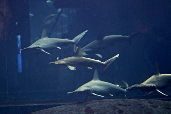 圧巻!アカシュモクザメの群れ!!(葛西臨海水族園)_b0355317_13415734.jpg