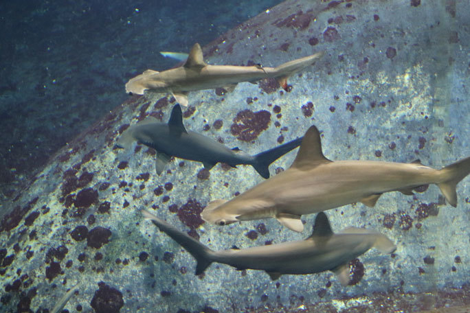 圧巻!アカシュモクザメの群れ!!(葛西臨海水族園)_b0355317_13425487.jpg