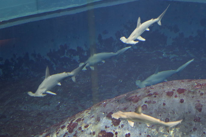 圧巻!アカシュモクザメの群れ!!(葛西臨海水族園)_b0355317_13431007.jpg
