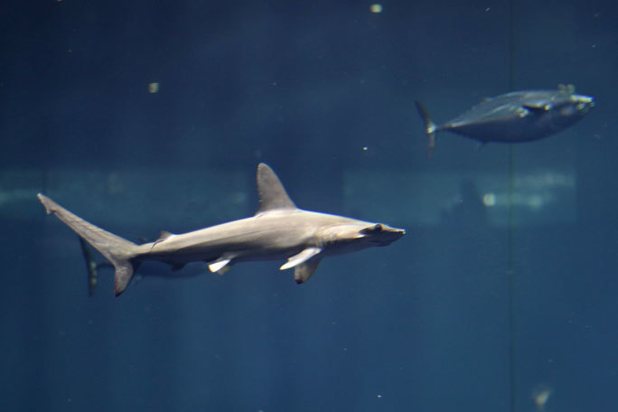 圧巻!アカシュモクザメの群れ!!(葛西臨海水族園)_b0355317_13440040.jpg