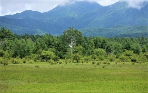 日光　奥日光散策　小田代原の貴婦人と戦場ヶ原を流れる湯川　　　　　Odashirogahara & Senjōgahara in Nikkō National Park_f0308721_02320408.jpg