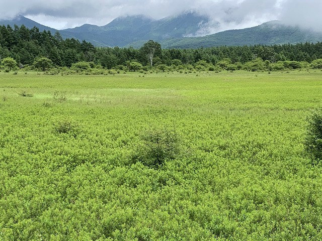 日光　奥日光散策　小田代原の貴婦人と戦場ヶ原を流れる湯川　　　　　Odashirogahara & Senjōgahara in Nikkō National Park_f0308721_02321925.jpg