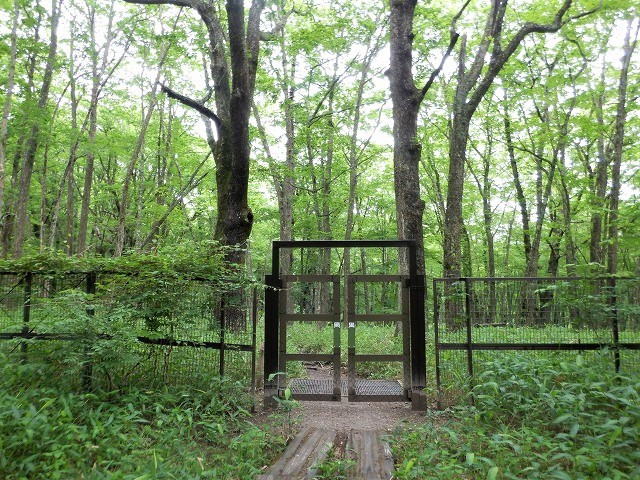 日光　奥日光散策　小田代原の貴婦人と戦場ヶ原を流れる湯川　　　　　Odashirogahara & Senjōgahara in Nikkō National Park_f0308721_02364781.jpg