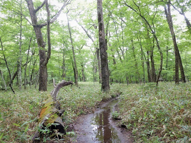 日光　奥日光散策　小田代原の貴婦人と戦場ヶ原を流れる湯川　　　　　Odashirogahara & Senjōgahara in Nikkō National Park_f0308721_02365218.jpg