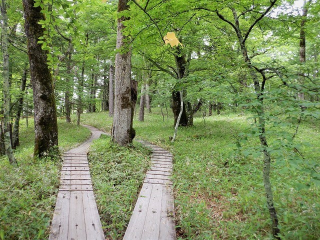 日光　奥日光散策　小田代原の貴婦人と戦場ヶ原を流れる湯川　　　　　Odashirogahara & Senjōgahara in Nikkō National Park_f0308721_02405961.jpg