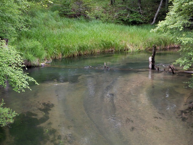 日光　奥日光散策　小田代原の貴婦人と戦場ヶ原を流れる湯川　　　　　Odashirogahara & Senjōgahara in Nikkō National Park_f0308721_02411085.jpg