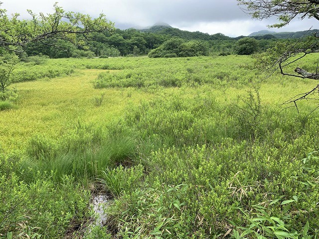 日光　奥日光散策　小田代原の貴婦人と戦場ヶ原を流れる湯川　　　　　Odashirogahara & Senjōgahara in Nikkō National Park_f0308721_02441648.jpg