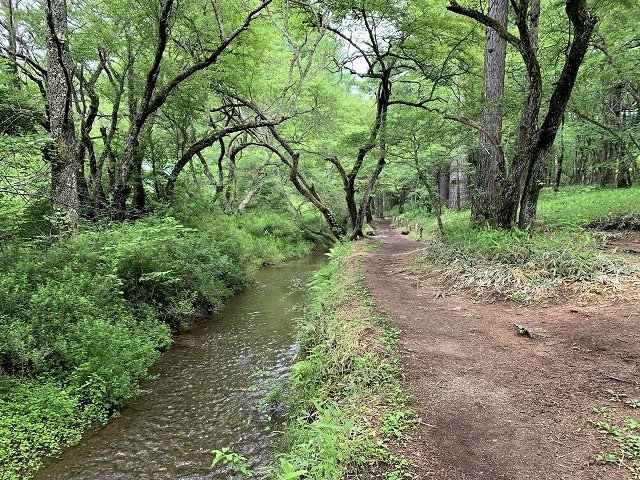 日光　奥日光散策　小田代原の貴婦人と戦場ヶ原を流れる湯川　　　　　Odashirogahara & Senjōgahara in Nikkō National Park_f0308721_02484013.jpg