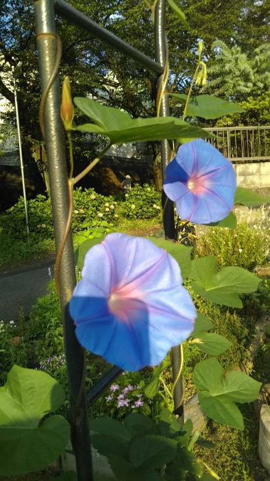 夏の風景_c0155326_04571280.jpg