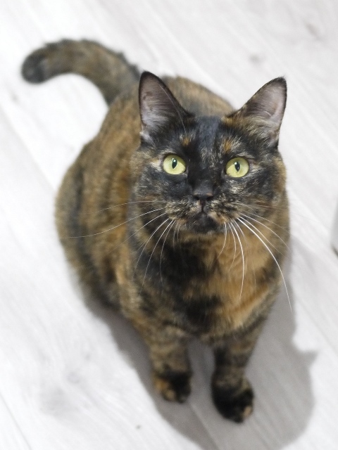 猫のお留守番 ぴーこちゃん編。_a0143140_17242253.jpg