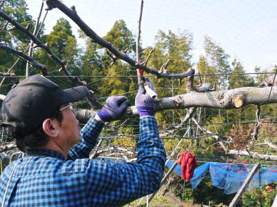 熊本梨 こだわりの樹上完熟梨『幸水』先行予約の受付をスタート!令和3年の初回出荷は7月30日(金)です!_a0254656_17414335.jpg