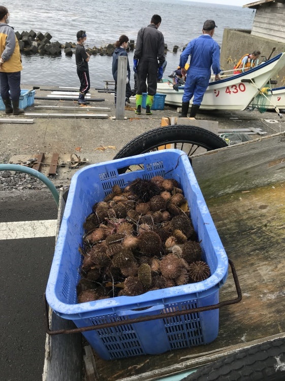 礼文島から利尻島へ_b0034072_12070031.jpeg
