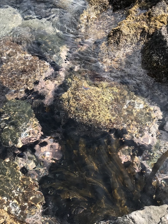 礼文島から利尻島へ_b0034072_17445589.jpg