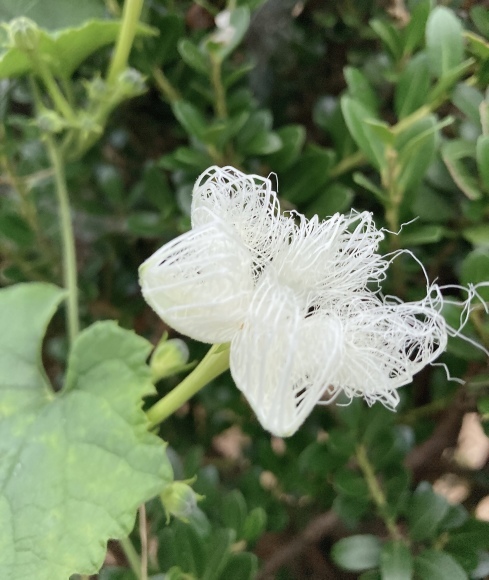 明日は1回目_b0019674_22495360.jpeg