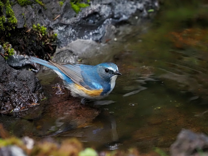 水浴びするルリビタキ_a0383581_17222631.jpg