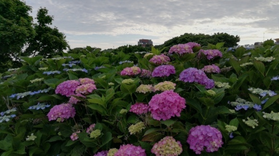 寿都浜中野営場　せたな町　27日目_c0212083_18362838.jpg