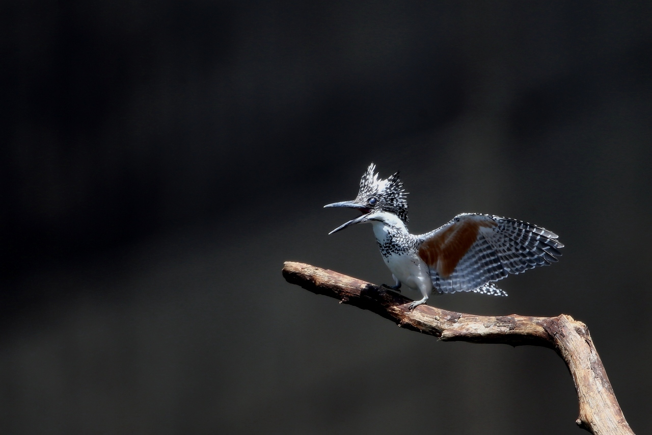 ヤマセミの雄叫び ｔ ｈの野鳥写真