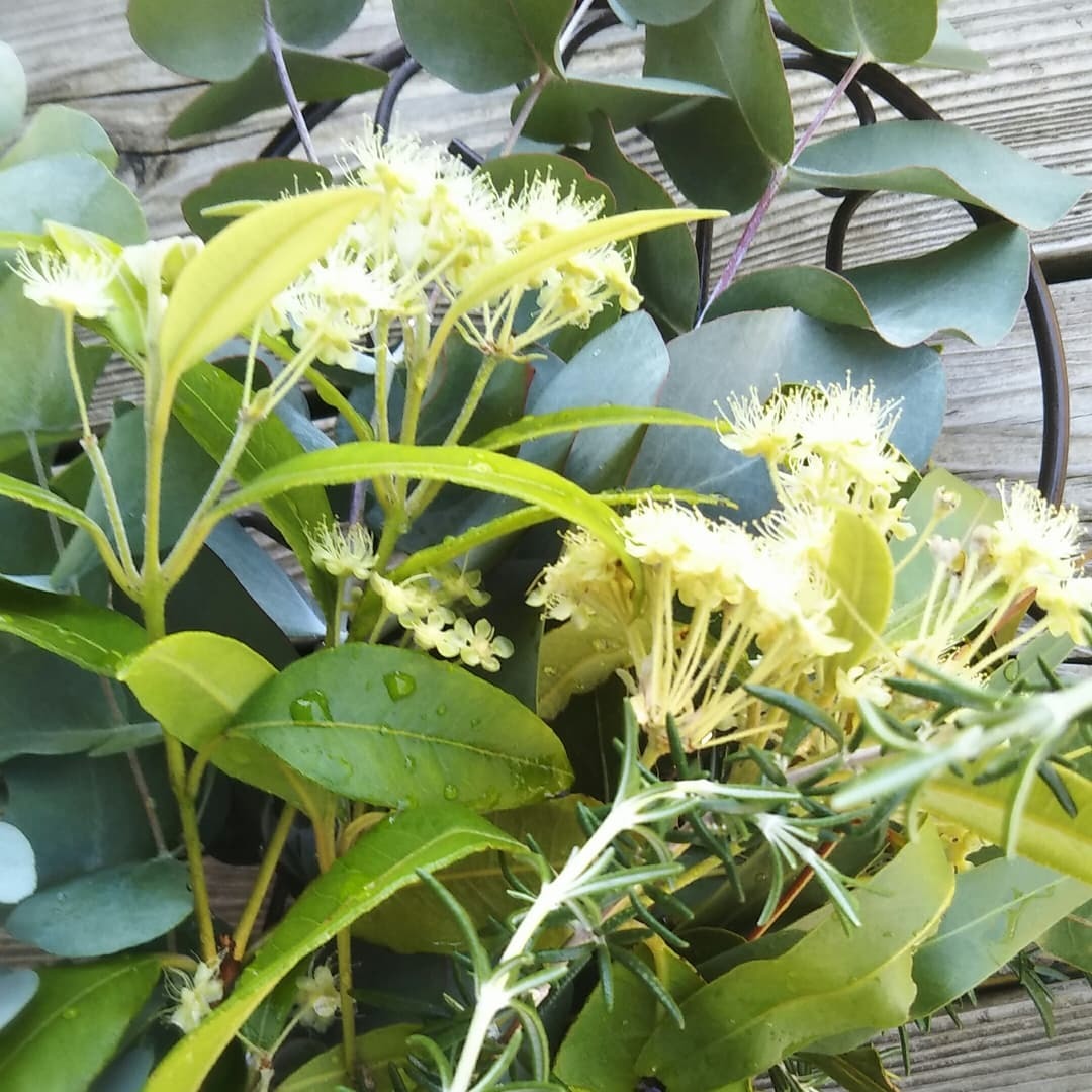 レモンマートルの花が咲きました 香りのある生活