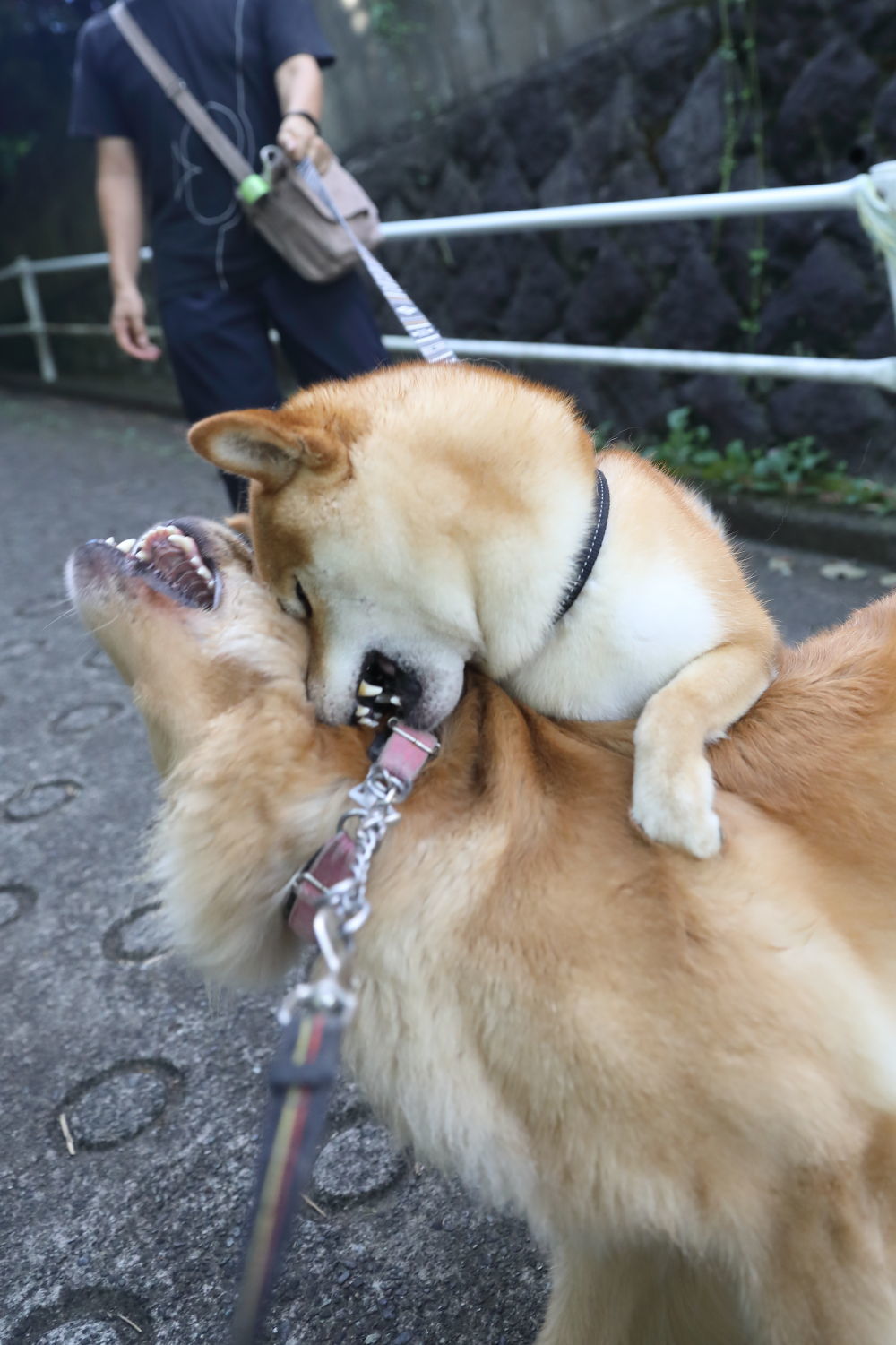 4連休の予定は・・・_b0275998_10010814.jpg