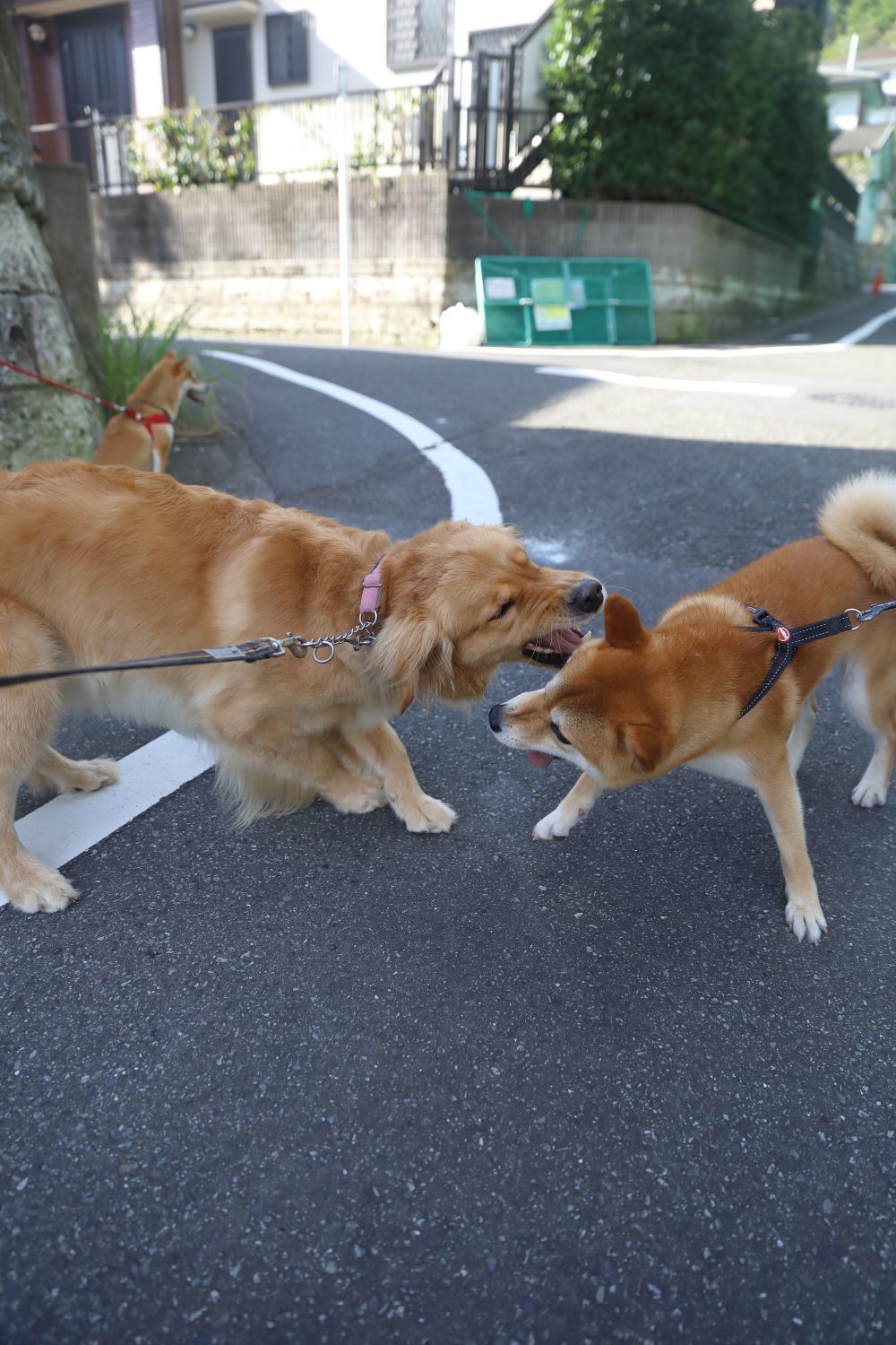 4連休の予定は・・・_b0275998_10062240.jpg