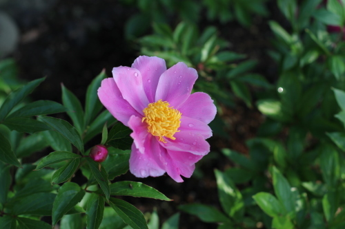 春の庭_a0286510_17055291.jpg