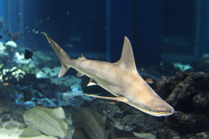 夏休みサメ特集 ヤジブカ ツマグロ カリフォルニアネコザメなど アクアパーク品川 続々 動物園ありマス 夏休みサメ特集 ヤジブカ ツマグロ カリフォルニアネコザメなど アクアパーク品川 続々 動物園ありマス