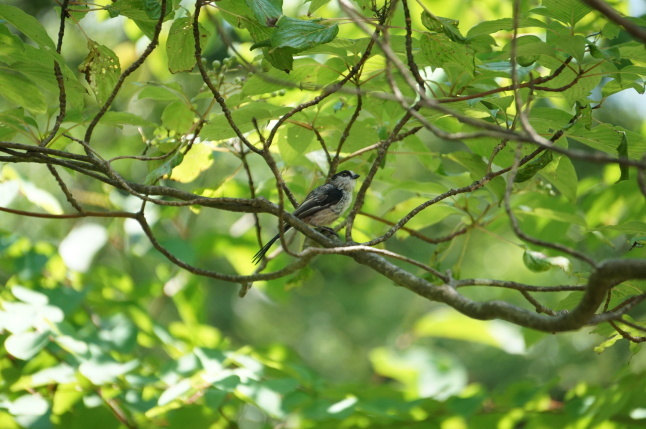 夏の渡り鳥たち キビタキがやってきた_d0348118_14150299.jpeg