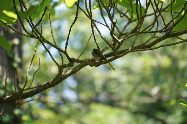 夏の渡り鳥たち キビタキがやってきた_d0348118_14153401.jpeg