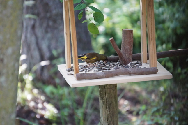 夏の渡り鳥たち キビタキがやってきた_d0348118_14160742.jpeg