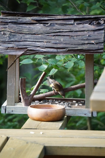 夏の渡り鳥たち キビタキがやってきた_d0348118_14162977.jpeg