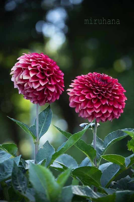笑顔の花が咲きますように Miru S Photo