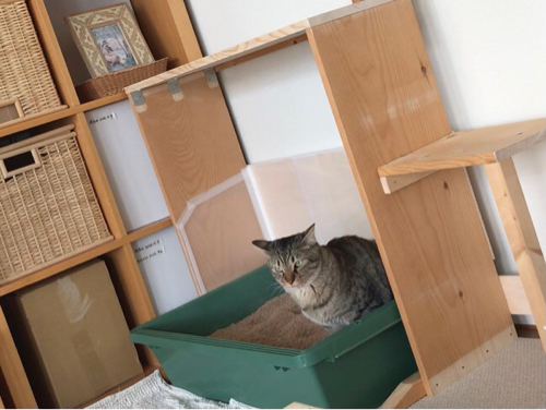 猫トイレの変更 Alohas Diary